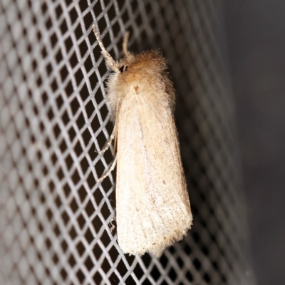 Bathytricha truncata (Sugarcane Stem Borer, Maned Moth) at O'Connor, ACT - 28 Nov 2019 by ibaird
