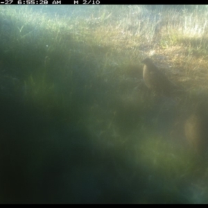 Synoicus ypsilophorus at Michelago, NSW - 27 Nov 2019 06:55 AM