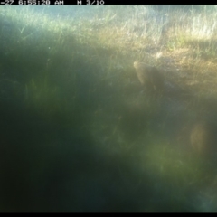 Synoicus ypsilophorus at Michelago, NSW - 27 Nov 2019 06:55 AM