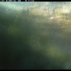 Synoicus ypsilophorus at Michelago, NSW - 27 Nov 2019 06:55 AM