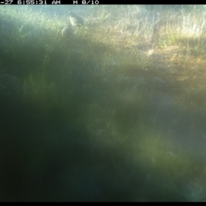 Synoicus ypsilophorus at Michelago, NSW - 27 Nov 2019 06:55 AM