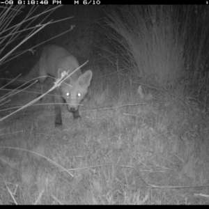 Vulpes vulpes at Michelago, NSW - 8 Mar 2019