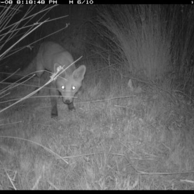 Vulpes vulpes (Red Fox) at Illilanga & Baroona - 8 Mar 2019 by Illilanga