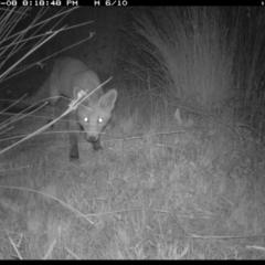 Vulpes vulpes (Red Fox) at Michelago, NSW - 8 Mar 2019 by Illilanga