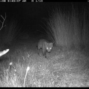 Vulpes vulpes at Michelago, NSW - 8 Nov 2019 03:43 AM