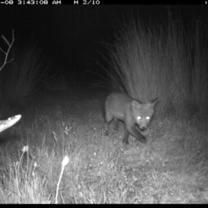 Vulpes vulpes at Michelago, NSW - 8 Nov 2019 03:43 AM