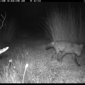 Vulpes vulpes at Michelago, NSW - 8 Nov 2019