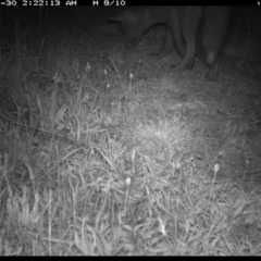 Vulpes vulpes (Red Fox) at Michelago, NSW - 29 Nov 2019 by Illilanga
