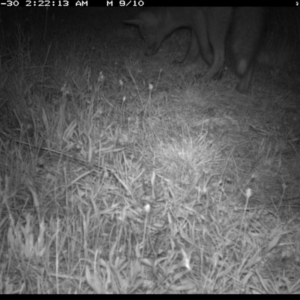 Vulpes vulpes at Michelago, NSW - 30 Nov 2019