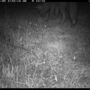 Vulpes vulpes at Michelago, NSW - 30 Nov 2019