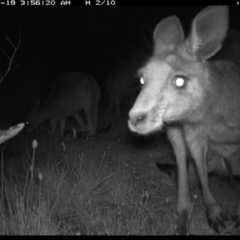 Macropus giganteus (Eastern Grey Kangaroo) at Michelago, NSW - 18 Nov 2019 by Illilanga