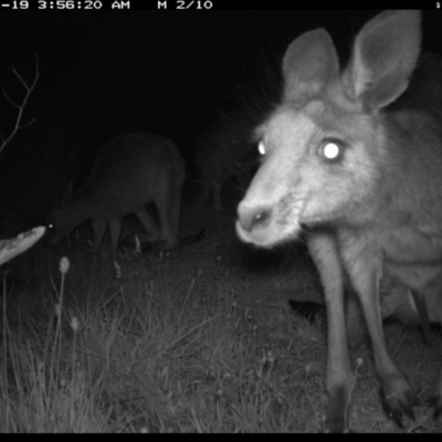 Macropus giganteus (Eastern Grey Kangaroo) at Illilanga & Baroona - 18 Nov 2019 by Illilanga