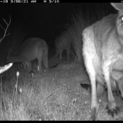 Macropus giganteus at Michelago, NSW - 19 Nov 2019 03:56 AM