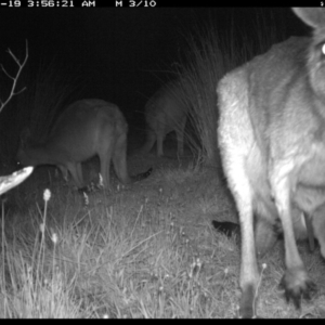 Macropus giganteus at Michelago, NSW - 19 Nov 2019 03:56 AM