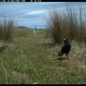 Gymnorhina tibicen at Michelago, NSW - 15 Nov 2019