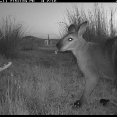 Notamacropus rufogriseus (Red-necked Wallaby) at Illilanga & Baroona - 11 Nov 2019 by Illilanga