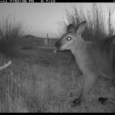 Notamacropus rufogriseus (Red-necked Wallaby) at Michelago, NSW - 11 Nov 2019 by Illilanga