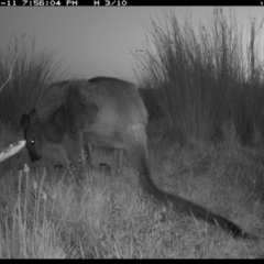 Notamacropus rufogriseus at Michelago, NSW - 11 Nov 2019 07:56 PM