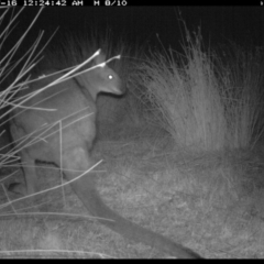 Notamacropus rufogriseus (Red-necked Wallaby) at Michelago, NSW - 15 Jul 2019 by Illilanga