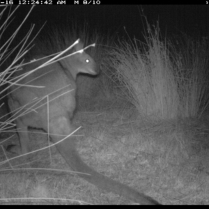 Notamacropus rufogriseus at Michelago, NSW - 16 Jul 2019