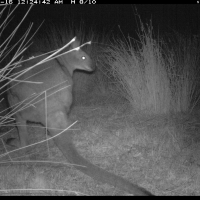 Notamacropus rufogriseus (Red-necked Wallaby) at Illilanga & Baroona - 15 Jul 2019 by Illilanga
