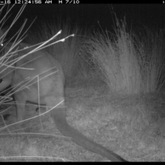 Notamacropus rufogriseus at Michelago, NSW - 16 Jul 2019