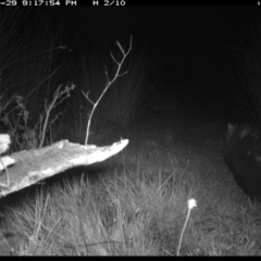 Vombatus ursinus (Common wombat, Bare-nosed Wombat) at Illilanga & Baroona - 29 Oct 2019 by Illilanga