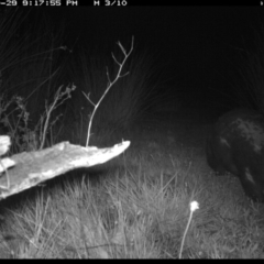 Vombatus ursinus at Michelago, NSW - 29 Oct 2019