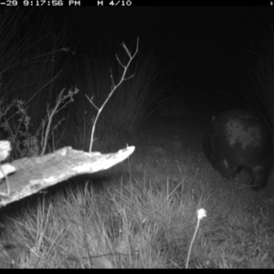 Vombatus ursinus at Michelago, NSW - 29 Oct 2019