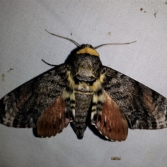 Tetrachroa edwardsi (A Hawk moth) at Wallaga Lake, NSW - 22 Oct 2019 by GlennCocking