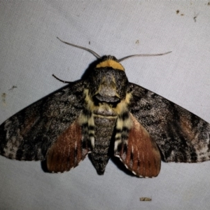 Tetrachroa edwardsi at Wallaga Lake, NSW - 22 Oct 2019