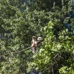 Dacelo novaeguineae (Laughing Kookaburra) at Moss Vale, NSW - 2 Dec 2019 by Margot