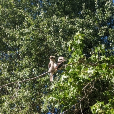 Dacelo novaeguineae (Laughing Kookaburra) at Moss Vale - 2 Dec 2019 by Margot