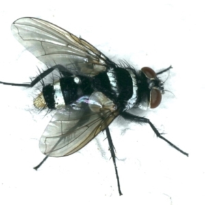 Trigonospila sp. (genus) at Ainslie, ACT - 25 Oct 2019