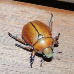 Anoplognathus hirsutus (Hirsute Christmas beetle) at Conder, ACT - 25 Nov 2019 by michaelb