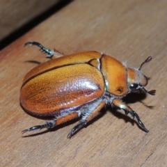 Anoplognathus hirsutus at Conder, ACT - 25 Nov 2019 11:13 PM