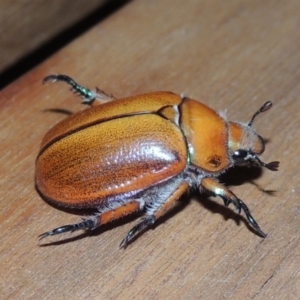 Anoplognathus hirsutus at Conder, ACT - 25 Nov 2019