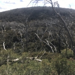 Pachycephala olivacea (Olive Whistler) at Namadgi National Park - 30 Nov 2019 by BrianH