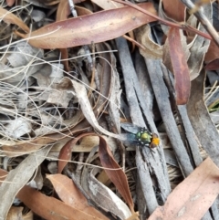 Amenia sp. (genus) (Yellow-headed Blowfly) at Mongarlowe River - 2 Dec 2019 by RichardMilner
