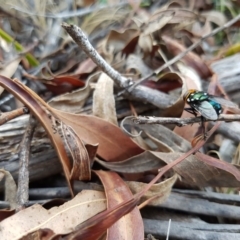 Amenia sp. (genus) at Northangera, NSW - 2 Dec 2019