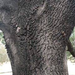 Psaltoda moerens (Redeye cicada) at Curtin, ACT - 2 Dec 2019 by BrianH