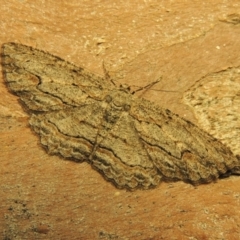 Ectropis excursaria (Common Bark Moth) at Rob Roy Range - 26 Nov 2019 by michaelb