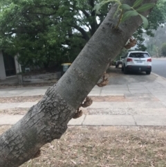 Psaltoda moerens (Redeye cicada) at Curtin, ACT - 29 Nov 2019 by BrianH