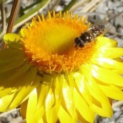 Melangyna viridiceps (Hover fly) at Molonglo Valley, ACT - 10 Nov 2019 by AndyRussell