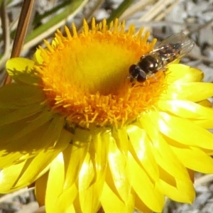 Melangyna viridiceps at Molonglo Valley, ACT - 10 Nov 2019