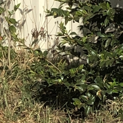 Synoicus ypsilophorus (Brown Quail) at McKellar, ACT - 2 Dec 2019 by Timberpaddock