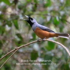 Monarcha melanopsis (Black-faced Monarch) at Milton Rainforest Walking Track - 22 Nov 2019 by CharlesDove