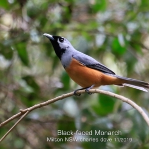 Monarcha melanopsis at Milton Rainforest - 22 Nov 2019