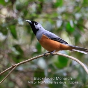 Monarcha melanopsis at Milton Rainforest - 22 Nov 2019 12:00 AM