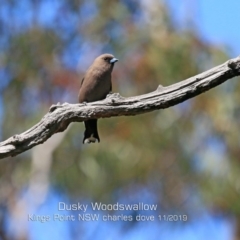 Artamus cyanopterus cyanopterus (Dusky Woodswallow) at Ulladulla, NSW - 20 Nov 2019 by CharlesDove